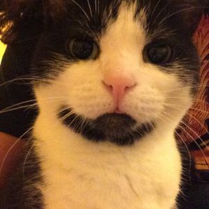 Meet your Posher, Kristine